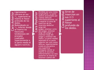 CaraAnteriorLigeramente
concava en sus
3/4 superiores se
inserta el flexor
profundo de los
dedos.
Redondeado en
1/4 inferior donde
se inserta los
fasciculos
tendionosos del
pronador
cuadradol.
Superiormente a
la parte media el
agujero nutricio.
CaraPosterior
Dividida por una cresta
longitudinal. La parte
lateral atravesadas por
crestas oblicuas
inferolateralmente, qu
e separan la zona de
insercion de los
musculos abductor
largo del
pulgar, extensor corto
del pulgar, extensor
largo del pulgar y
extensor largo del
pulgar y extensor del
indice. La parte medial
separada en su parte
superior por una cresta
oblicua, superiormente
a esta se encuentra
una superficie
triangular donde se
inserta el anconeo.
Inferiormente a la cara
posterior se inserta el
extensor cubital del
capo
CaraMedial
Sirve de
insercion en
sus 2/3
superiores al
flexor
profundo de
los dedos.
 