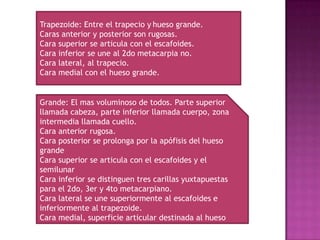 Trapezoide: Entre el trapecio y hueso grande.
Caras anterior y posterior son rugosas.
Cara superior se articula con el escafoides.
Cara inferior se une al 2do metacarpia no.
Cara lateral, al trapecio.
Cara medial con el hueso grande.
Grande: El mas voluminoso de todos. Parte superior
llamada cabeza, parte inferior llamada cuerpo, zona
intermedia llamada cuello.
Cara anterior rugosa.
Cara posterior se prolonga por la apófisis del hueso
grande
Cara superior se articula con el escafoides y el
semilunar
Cara inferior se distinguen tres carillas yuxtapuestas
para el 2do, 3er y 4to metacarpiano.
Cara lateral se une superiormente al escafoides e
inferiormente al trapezoide.
Cara medial, superficie articular destinada al hueso
ganchoso.
 