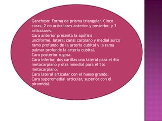 Ganchoso: Forma de prisma triangular. Cinco
caras, 2 no articulares anterior y posterior, y 3
articulares.
Cara anterior presenta la apófisis
unciforme, lateral canal carpiano y medial surco
ramo profundo de la arteria cubital y la rama
palmar profunde la arteria cubital.
Cara posterior rugosa.
Cara inferior, dos carillas una lateral para el 4to
metacarpiano y otra nmedial para el 5to
metacarpiano.
Cara lateral articular con el hueso grande.
Cara superomedial articular, superior con el
piramidal.
 