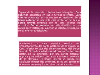 Espina de la escapula: Lámina ósea triangular. Cara
Superior acanalada en sus 2 tercios laterales. Cara
Inferior acanalada en sus dos tercios mediales. En el
Borde anterior se une a la cara posterior del hueso.
Borde lateral continua con la cara inferior del
acromion. Borde posterior se halla dividido por una
cresta en 2 vertientes, superior se inserta el trapecio y
en el inferior el deltoides.
Acromion.- La cara superior resulta del
ensanchamiento del borde posterior de la espina. La
Cara Inferior resulta del ensanchamiento del borde
lateral. El borde medial ocupado en las dos terceras
partes de su extensión, por una carilla articular
elíptica y se articula con la cara articular acromial
de la clavicula. El borde Lateral se inserta los
fascículos medios del deltoides. Estos dos bordes se
unen anteriormente y forman el vértice del acromion.
 