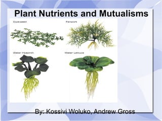 Plant Nutrients and Mutualisms By: Kossivi Woluko, Andrew Gross 