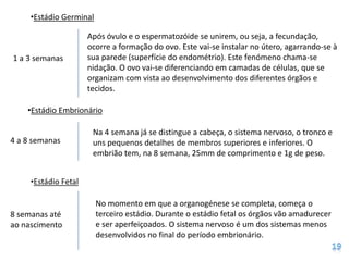 •Estádio Germinal

                      Após óvulo e o espermatozóide se unirem, ou seja, a fecundação,
                      ocorre a formação do ovo. Este vai-se instalar no útero, agarrando-se à
1 a 3 semanas         sua parede (superfície do endométrio). Este fenómeno chama-se
                      nidação. O ovo vai-se diferenciando em camadas de células, que se
                      organizam com vista ao desenvolvimento dos diferentes órgãos e
                      tecidos.

    •Estádio Embrionário

                       Na 4 semana já se distingue a cabeça, o sistema nervoso, o tronco e
4 a 8 semanas          uns pequenos detalhes de membros superiores e inferiores. O
                       embrião tem, na 8 semana, 25mm de comprimento e 1g de peso.


     •Estádio Fetal

                         No momento em que a organogénese se completa, começa o
8 semanas até            terceiro estádio. Durante o estádio fetal os órgãos vão amadurecer
ao nascimento            e ser aperfeiçoados. O sistema nervoso é um dos sistemas menos
                         desenvolvidos no final do período embrionário.
 