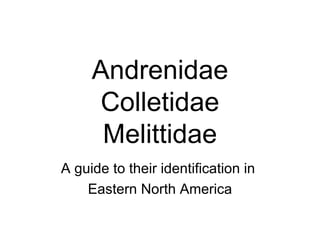 Andrenidae Colletidae Melittidae A guide to their identification in  Eastern North America 