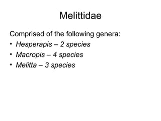 Melittidae <ul><li>Comprised of the following genera: </li></ul><ul><li>Hesperapis – 2 species </li></ul><ul><li>Macropis ...