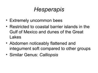 Hesperapis <ul><li>Extremely uncommon bees </li></ul><ul><li>Restricted to coastal barrier islands in the Gulf of Mexico a...