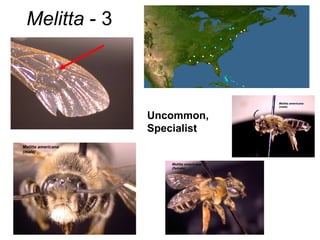 Melitta  - 3 Uncommon, Specialist 