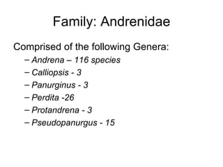 Family: Andrenidae <ul><li>Comprised of the following Genera: </li></ul><ul><ul><li>Andrena – 116 species </li></ul></ul><...