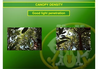 CANOPY DENSITY

Good light penetration
 