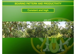 BEARING PATTERN AND PRODUCTIVITY

        Constant and high
 