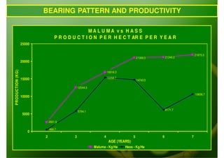 BEARING PATTERN AND PRODUCTIVITY

                                                  MALU MA vs HASS
                                  P R O D U C T I O N P E R H E C T AR E P E R Y E A R
                  25000


                                                                                                                 21875.3
                                                                                     21069.5       21240.2
                  20000
PRODUCTION (KG)




                                                                  16916.3

                  15000                                           15358.7
                                                                                     14743.5

                                              12544.3

                                                                                                                 10656.7
                  10000


                                                                                                   6171.7
                                              5794.1
                   5000

                              2601.9

                              466.7
                      0
                          2               3                   4                  5             6             7
                                                                   AGE (YEARS)
                                                        Maluma - Kg/Ha      Hass - Kg/Ha
 