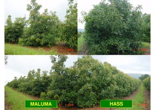 MALUMA   HASS
 