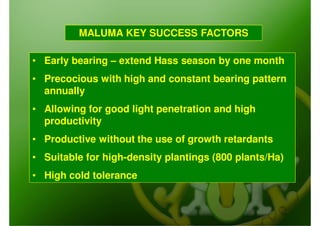 MALUMA KEY SUCCESS FACTORS

• Early bearing – extend Hass season by one month
• Precocious with high and constant bearing pattern
  annually
• Allowing for good light penetration and high
  productivity
• Productive without the use of growth retardants
• Suitable for high-density plantings (800 plants/Ha)
• High cold tolerance
 
