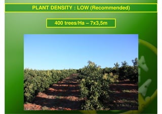 PLANT DENSITY : LOW (Recommended)


       400 trees/Ha – 7x3,5m
 
