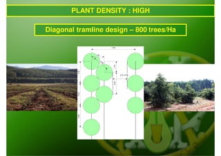 PLANT DENSITY : HIGH

Diagonal tramline design – 800 trees/Ha
 