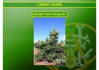 CANOPY SHAPE


Upright and triangular
 