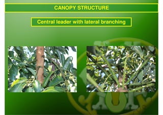CANOPY STRUCTURE

Central leader with lateral branching
 
