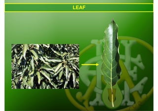 LEAF
 