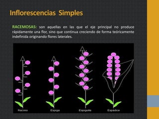 Inflorescencias Simples
RACEMOSAS: son aquellas en las que el eje principal no produce
rápidamente una flor, sino que continua creciendo de forma teóricamente
indefinida originando flores laterales.
 