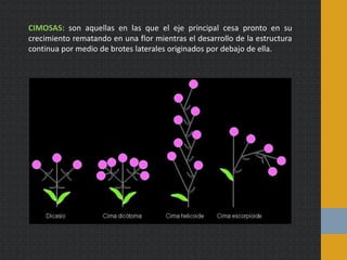 CIMOSAS: son aquellas en las que el eje principal cesa pronto en su
crecimiento rematando en una flor mientras el desarrollo de la estructura
continua por medio de brotes laterales originados por debajo de ella.
 