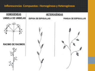 Inflorescencias Compuestas:HomogéneasyHeterogéneas
 
