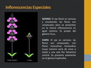 Inflorescencias Especiales
SICONO: El eje floral es carnoso
y envolvente; las flores son
unisexuales pero se presentan
en la misma inflorescencia en
igual número. Es propio del
género Ficus.
CIATO: El eje es carnoso; las
flores son unisexuales, con
flores masculinas monandras
(cuyo número varía de cinco a
siete) y una sola flor femenina
central. Se presenta solamente
en el género Euphorbia.
 
