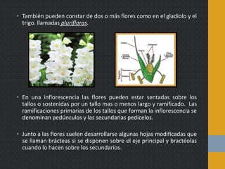 • También pueden constar de dos o más flores como en el gladiolo y el
trigo. llamadas plurifloras.
• En una inflorescencia las flores pueden estar sentadas sobre los
tallos o sostenidas por un tallo mas o menos largo y ramificado. Las
ramificaciones primarias de los tallos que forman la inflorescencia se
denominan pedúnculos y las secundarias pedicelos.
• Junto a las flores suelen desarrollarse algunas hojas modificadas que
se llaman brácteas si se disponen sobre el eje principal y bractéolas
cuando lo hacen sobre los secundarios.
 