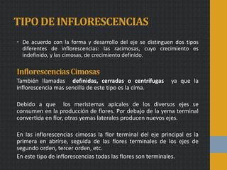 TIPO DE INFLORESCENCIAS
• De acuerdo con la forma y desarrollo del eje se distinguen dos tipos
diferentes de inflorescencias: las racimosas, cuyo crecimiento es
indefinido, y las cimosas, de crecimiento definido.
InflorescenciasCimosas
También llamadas definidas, cerradas o centrífugas ya que la
inflorescencia mas sencilla de este tipo es la cima.
Debido a que los meristemas apicales de los diversos ejes se
consumen en la producción de flores. Por debajo de la yema terminal
convertida en flor, otras yemas laterales producen nuevos ejes.
En las inflorescencias cimosas la flor terminal del eje principal es la
primera en abrirse, seguida de las flores terminales de los ejes de
segundo orden, tercer orden, etc.
En este tipo de inflorescencias todas las flores son terminales.
 