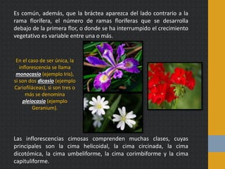 Es común, además, que la bráctea aparezca del lado contrario a la
rama florífera, el número de ramas floríferas que se desarrolla
debajo de la primera flor, o donde se ha interrumpido el crecimiento
vegetativo es variable entre una o más.
En el caso de ser única, la
inflorescencia se llama
monocasio (ejemplo Iris),
si son dos dicasio (ejemplo
Cariofiláceas), si son tres o
más se denomina
pleiocasio (ejemplo
Geranium).
Las inflorescencias cimosas comprenden muchas clases, cuyas
principales son la cima helicoidal, la cima circinada, la cima
dicotómica, la cima umbeliforme, la cima corimbiforme y la cima
capituliforme.
 