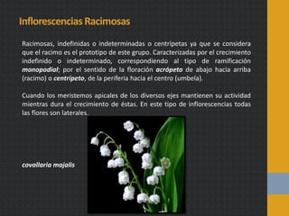Inflorescencias Racimosas
Racimosas, indefinidas o indeterminadas o centrípetas ya que se considera
que el racimo es el prototipo de este grupo. Caracterizadas por el crecimiento
indefinido o indeterminado, correspondiendo al tipo de ramificación
monopodial; por el sentido de la floración acrópeto de abajo hacia arriba
(racimo) o centrípeto, de la periferia hacia el centro (umbela).
Cuando los meristemos apicales de los diversos ejes mantienen su actividad
mientras dura el crecimiento de éstas. En este tipo de inflorescencias todas
las flores son laterales.
covallaria majalis
 