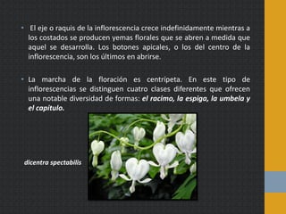 • El eje o raquis de la inflorescencia crece indefinidamente mientras a
los costados se producen yemas florales que se abren a medida que
aquel se desarrolla. Los botones apicales, o los del centro de la
inflorescencia, son los últimos en abrirse.
• La marcha de la floración es centrípeta. En este tipo de
inflorescencias se distinguen cuatro clases diferentes que ofrecen
una notable diversidad de formas: el racimo, la espiga, la umbela y
el capítulo.
dicentra spectabilis
 