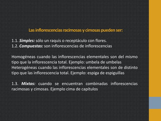 Lasinflorescenciasracimosasycimosaspuedenser:
1.1. Simples: sólo un raquis o receptáculo con flores.
1.2. Compuestas: son inflorescencias de inflorescencias
Homogéneas cuando las inflorescencias elementales son del mismo
tipo que la inflorescencia total. Ejemplo: umbela de umbelas
Heterogéneas cuando las inflorescencias elementales son de distinto
tipo que las inflorescencia total. Ejemplo: espiga de espiguillas
1.3. Mixtas: cuando se encuentran combinadas inflorescencias
racimosas y cimosas. Ejemplo cima de capítulos
 