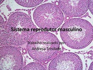 Sistema reprodutor masculino Trabalho realizado por: Andresa Trindade 