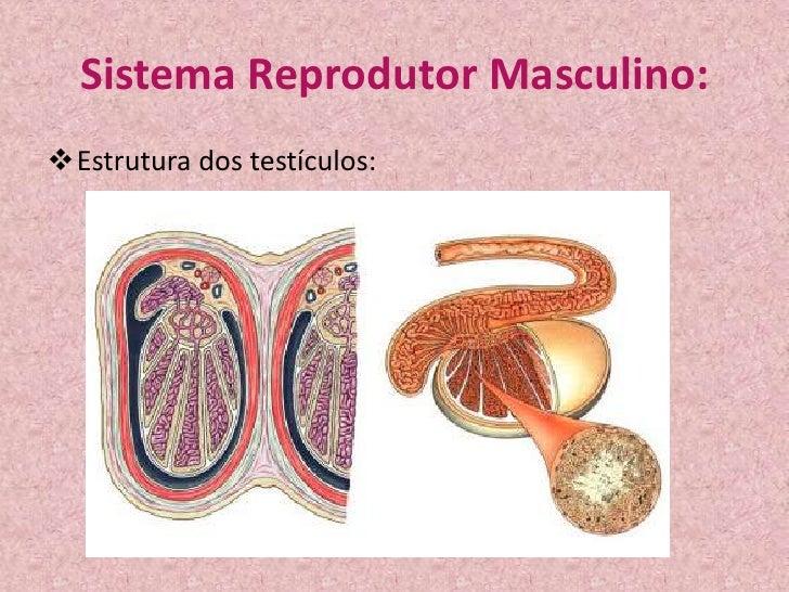 Porque Os Testículos Ficam Na Parte Externa Do Sistema Masculino