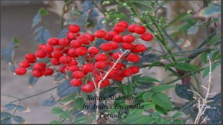 Nature.
Nature Slideshow.
by Andres Escamilla
Period: 2