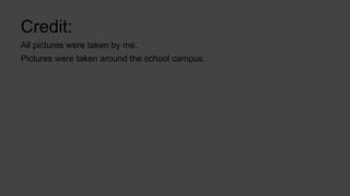 Credit:
All pictures were taken by me.
Pictures were taken around the school campus.