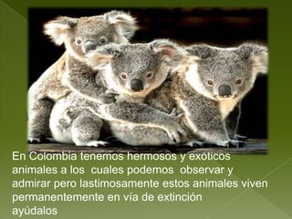 En Colombia tenemos hermosos y exóticos  animales a los  cuales podemos  observar y admirar pero lastimosamente estos animales viven permanentemente en vía de extinción        ayúdalos 