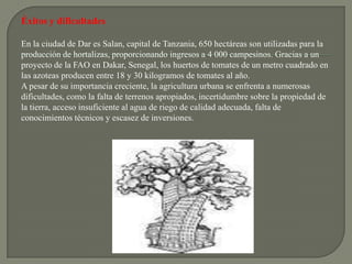 Éxitos y dificultades

En la ciudad de Dar es Salan, capital de Tanzania, 650 hectáreas son utilizadas para la
producción de hortalizas, proporcionando ingresos a 4 000 campesinos. Gracias a un
proyecto de la FAO en Dakar, Senegal, los huertos de tomates de un metro cuadrado en
las azoteas producen entre 18 y 30 kilogramos de tomates al año.
A pesar de su importancia creciente, la agricultura urbana se enfrenta a numerosas
dificultades, como la falta de terrenos apropiados, incertidumbre sobre la propiedad de
la tierra, acceso insuficiente al agua de riego de calidad adecuada, falta de
conocimientos técnicos y escasez de inversiones.
 
