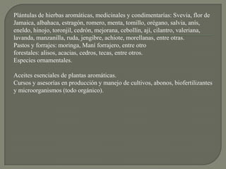 Plántulas de hierbas aromáticas, medicinales y condimentarías: Svevia, flor de
Jamaica, albahaca, estragón, romero, menta, tomillo, orégano, salvia, anís,
eneldo, hinojo, toronjil, cedrón, mejorana, cebollín, ají, cilantro, valeriana,
lavanda, manzanilla, ruda, jengibre, achiote, morellanas, entre otras.
Pastos y forrajes: moringa, Maní forrajero, entre otro
forestales: alisos, acacias, cedros, tecas, entre otros.
Especies ornamentales.

Aceites esenciales de plantas aromáticas.
Cursos y asesorías en producción y manejo de cultivos, abonos, biofertilizantes
y microorganismos (todo orgánico).
 