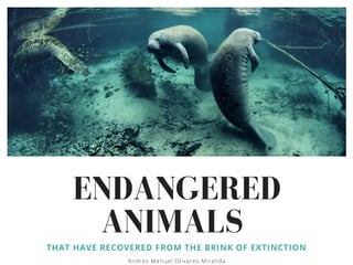 ENDANGERED
ANIMALS
THAT HAVE RECOVERED FROM THE BRINK OF EXTINCTION
Andres Manuel Olivares Miranda
 