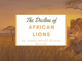 The Decline of
AFRICAN
LIONS
b y :   A n d r e s M a n u e l O l i v a r e s
M i r a n d a
 