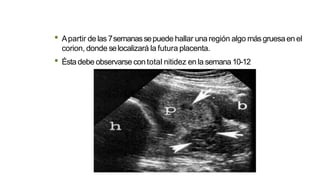 • Apartir de las 7semanassepuede hallar unaregión algo másgruesaen el
corion, donde selocalizará la futura placenta.
• Éstadebe observarse contotal nitidez enla semana 10-12
 