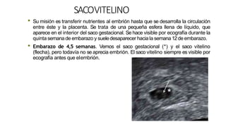 SACOVITELINO
• Su misión es transferir nutrientes al embrión hasta que se desarrolla la circulación
entre éste y la placenta. Se trata de una pequeña esfera llena de líquido, que
aparece en el interior del saco gestacional. Se hace visible por ecografía durante la
quinta semanade embarazo y sueledesaparecer hacia la semana12de embarazo.
• Embarazo de 4,5 semanas. Vemos el saco gestacional (*) y el saco vitelino
(flecha), pero todavía no se aprecia embrión. El saco vitelino siempre es visible por
ecografía antes que elembrión.
 