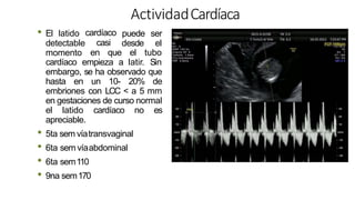 ActividadCardíaca
• El latido cardíaco
casi
puede ser
desde el
detectable
momento en que el tubo
cardíaco empieza a latir. Sin
embargo, se ha observado que
hasta en un 10- 20% de
embriones con LCC < a 5 mm
en gestaciones de curso normal
el latido cardíaco no es
apreciable.
• 5ta sem víatransvaginal
• 6ta sem víaabdominal
• 6ta sem110
• 9na sem170
 