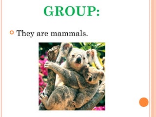GROUP:
 They are mammals.
 