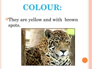 COLOUR:
They are yellow and with brown
spots.
 