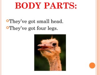 BODY PARTS:
They’ve got small head.
They’ve got four legs.
 