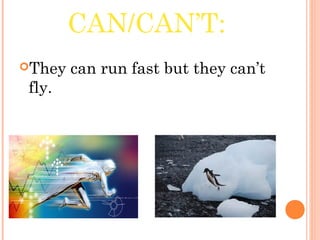 CAN/CAN’T:
They can run fast but they can’t
fly.
 