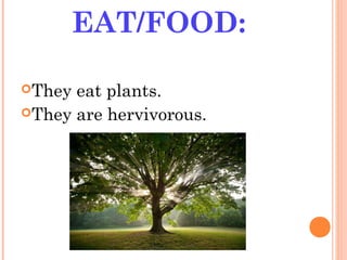 EAT/FOOD:
They eat plants.
They are hervivorous.
 