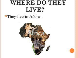 WHERE DO THEY
LIVE?
They live in Africa.
 