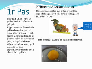 1r Pas
Perquè d’ un ou surti un
pollet ha d’ estar fecundat
pel gall.
El gall abans de fecundar la
gallina ha de festejar , el
procés és el següent: el gall
aixeca la cresta estarrufa les
plomes del coll i aixeca una
pota, si la gallina ho vol
s’abracen. Aleshores el gall
diposita els seus
espermatozoides dins de la
cloaca de la gallina.
Procés de fecundació:
Els espermatozoides que anteriorment ha
dipositat el gall arriben a l’ovari de la gallina i
fecunden un òvul .
Està fecundat quan té un punt blanc al rovell.
Com se si
està
fecundat?
 